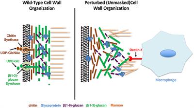 When Is It Appropriate to Take Off the Mask? Signaling Pathways That Regulate ß(1,3)-Glucan Exposure in Candida albicans
